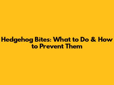 Hedgehog Bites: What to Do & How to Prevent Them