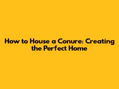 How to House a Conure: Creating the Perfect Home