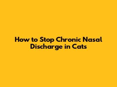 How to Stop Chronic Nasal Discharge in Cats
