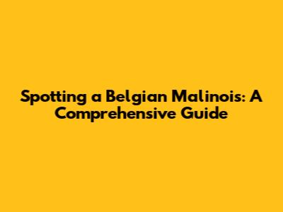 Spotting a Belgian Malinois: A Comprehensive Guide